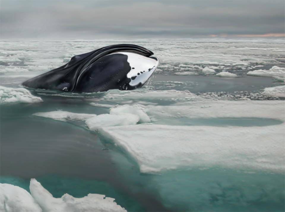 Гренландский кит. образ жизни и среда обитания гренландского кита | животный мир