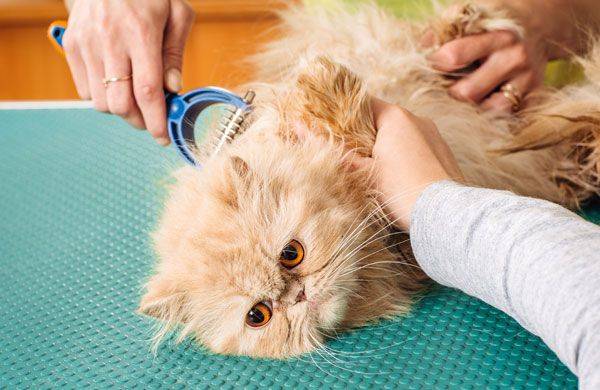Колтуны и волосяные катышки у кошек - симптомы, лечение, препараты, причины появления | наши лучшие друзья