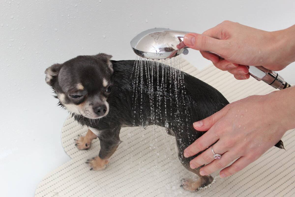 Как помыть взрослую собаку или щенка в ванне: что делать, если питомец боится воды