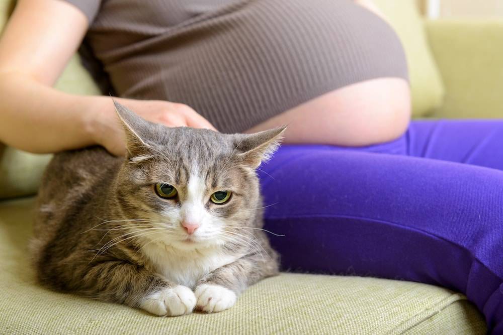 Почему беременным нельзя гладить кошек: плохие приметы и реальные угрозы.