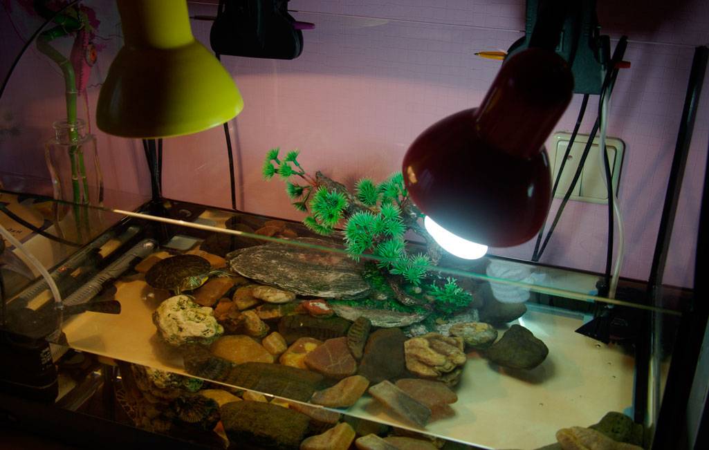 Ультрафиолетовая лампа для красноухой черепахи