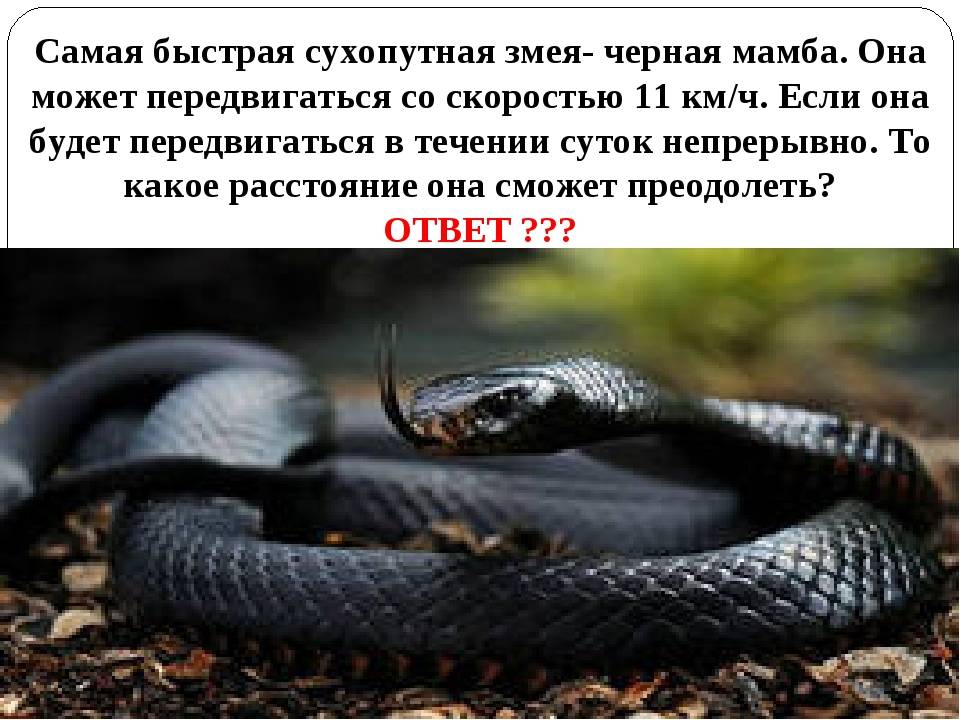 Черная мамба яд. Чёрная мамба змея. Чёрная змея ядовитые змеи. Черные змеи ядовитые. Самые опасные змеи в мире.