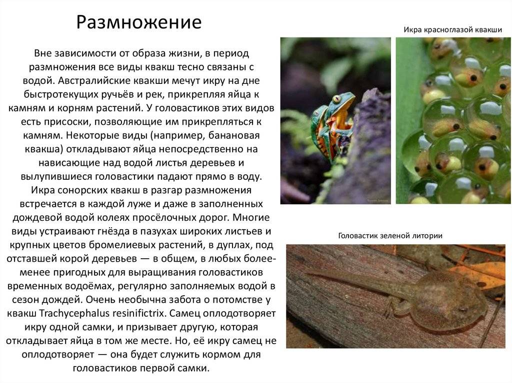 Лягушка животное. образ жизни и среда обитания лягушки