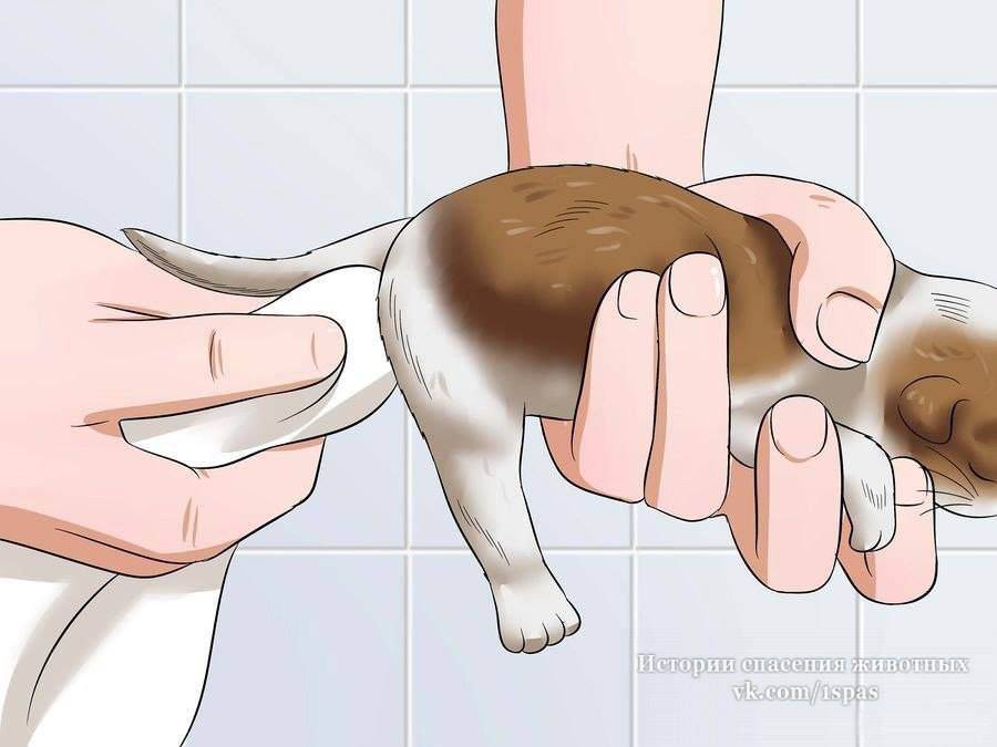 Что делать, если кот не может сходить в туалет?