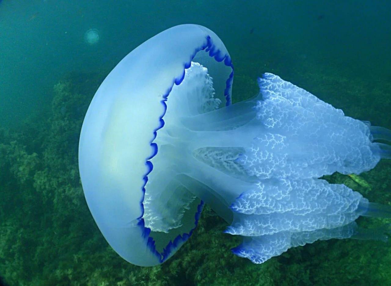 Медузы черного моря: опасны ли они?