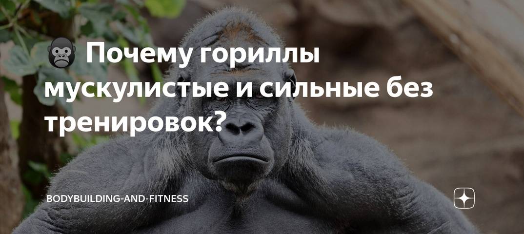 Почему гориллы сильнее штангистов. ведь они полдня спят и не тренируются?