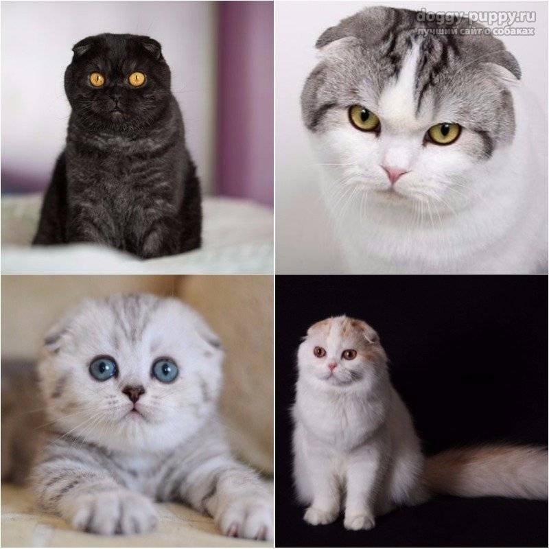 Характер британской породы кошек