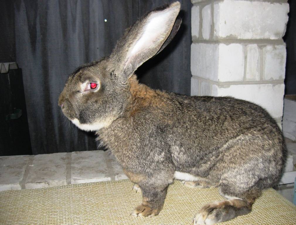 Кролик породы фландр. описание, особенности, уход и содержание