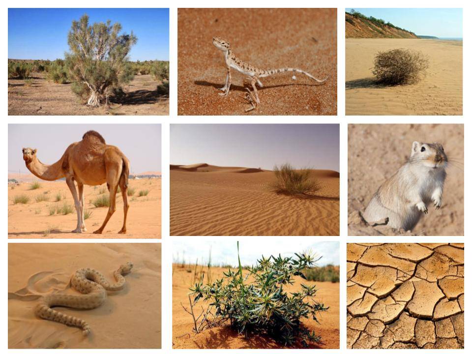 Пустыни – животные и растения жаркой зоны (окружающий мир 2 класс )