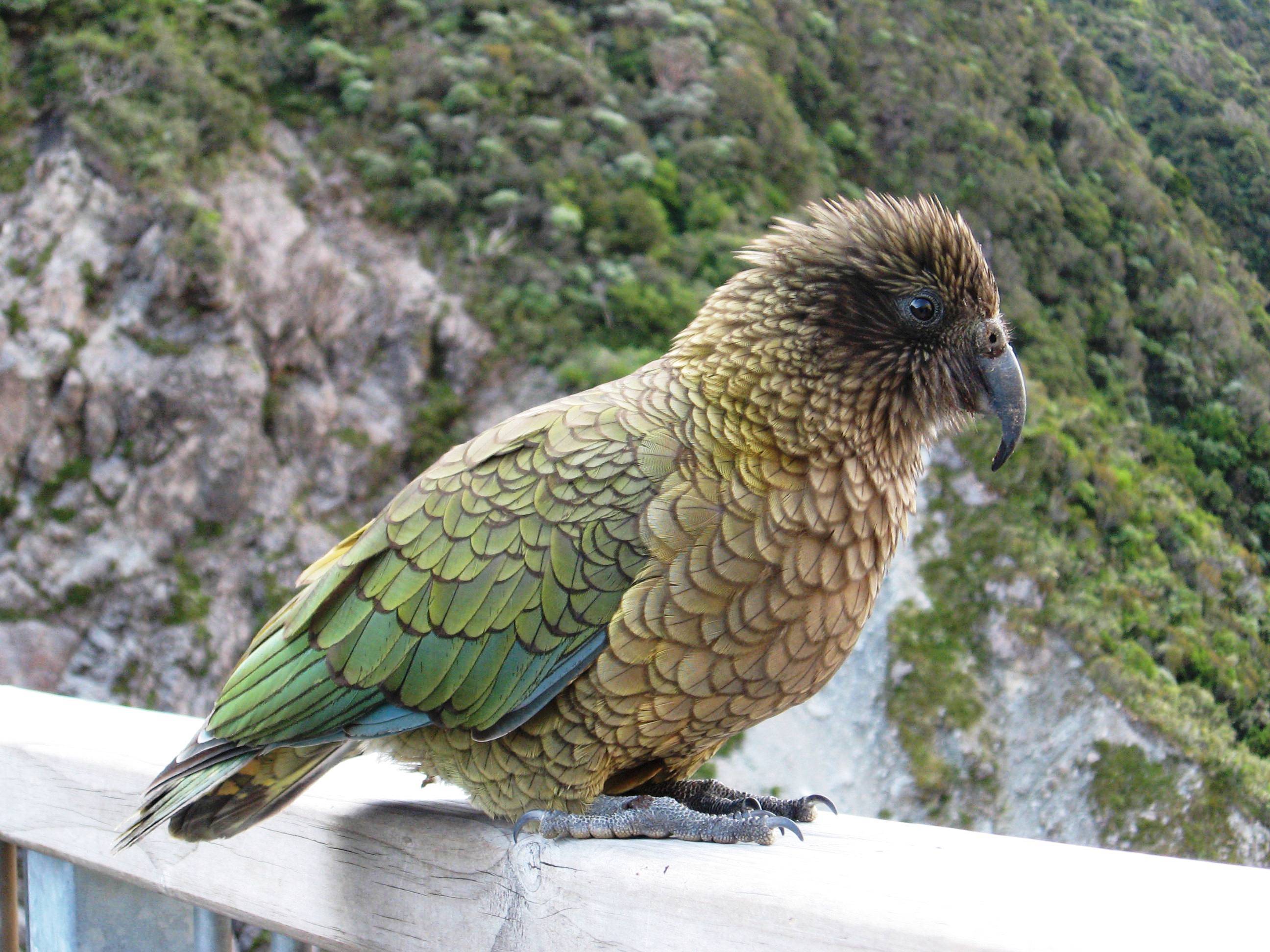 Попугай хищник. Попугай Кеа новая Зеландия. Кеа и какапо. Хищный попугай Кеа.