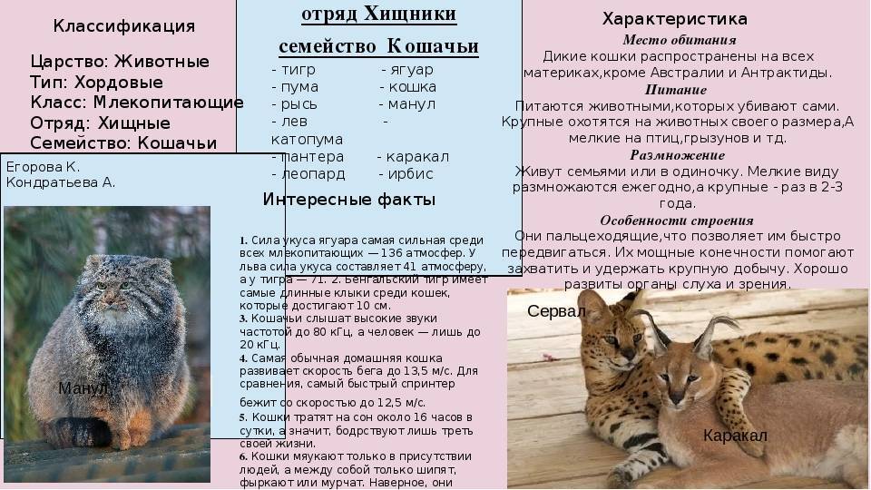 Факты о диких кошках. отношение к котам в разных странах. особенности поведения котов