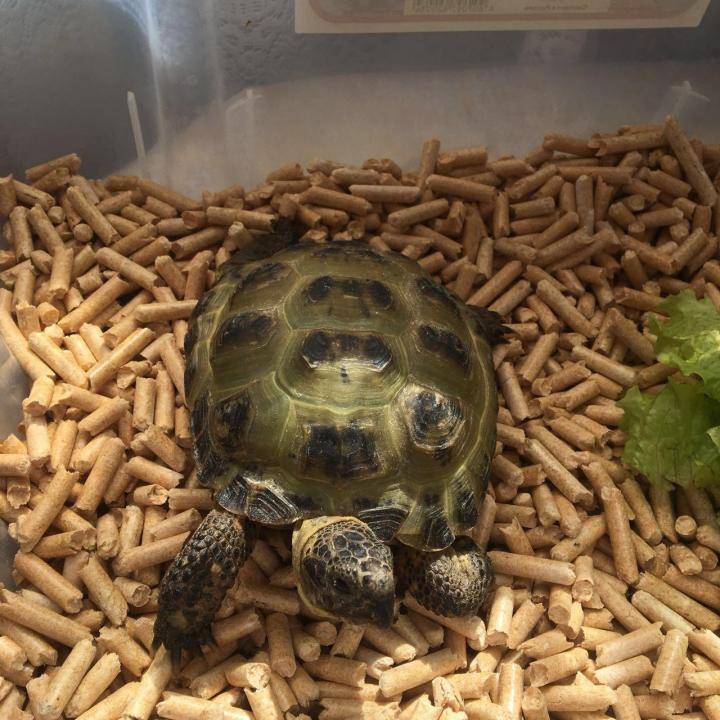 Сколько и как часто кормить красноухих черепах?