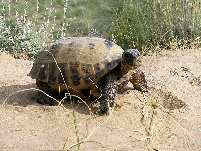Где живут черепахи? виды и описание черепах :: syl.ru