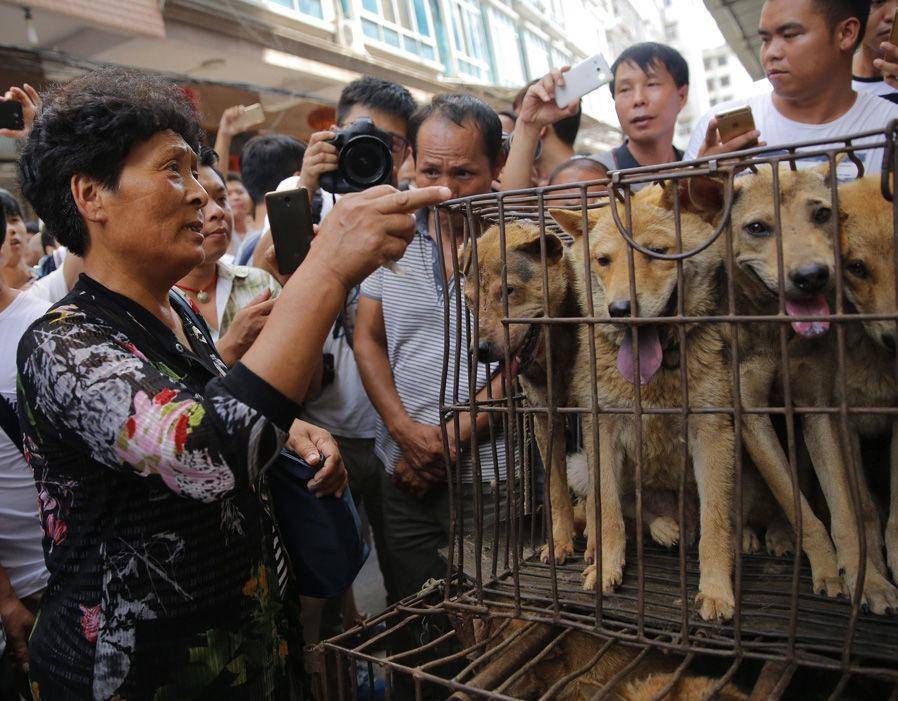 Правда ли что в китае кушают собак: почему такое происходит и как их готовят