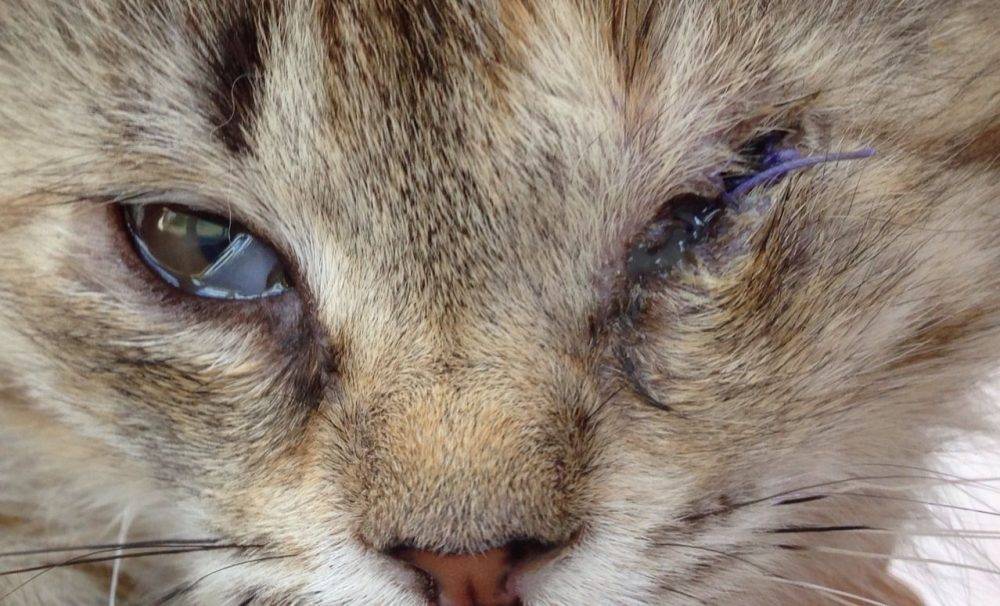 14 причин почему у кошки третье веко - симптомы и лечение