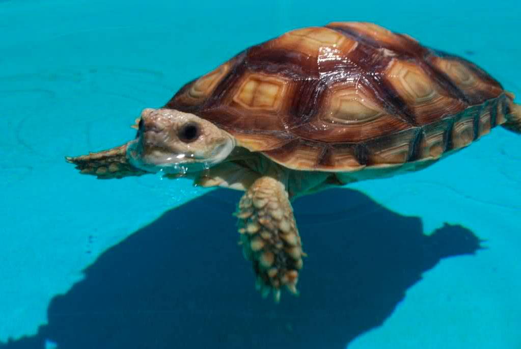 Может ли сухопутная черепаха плавать