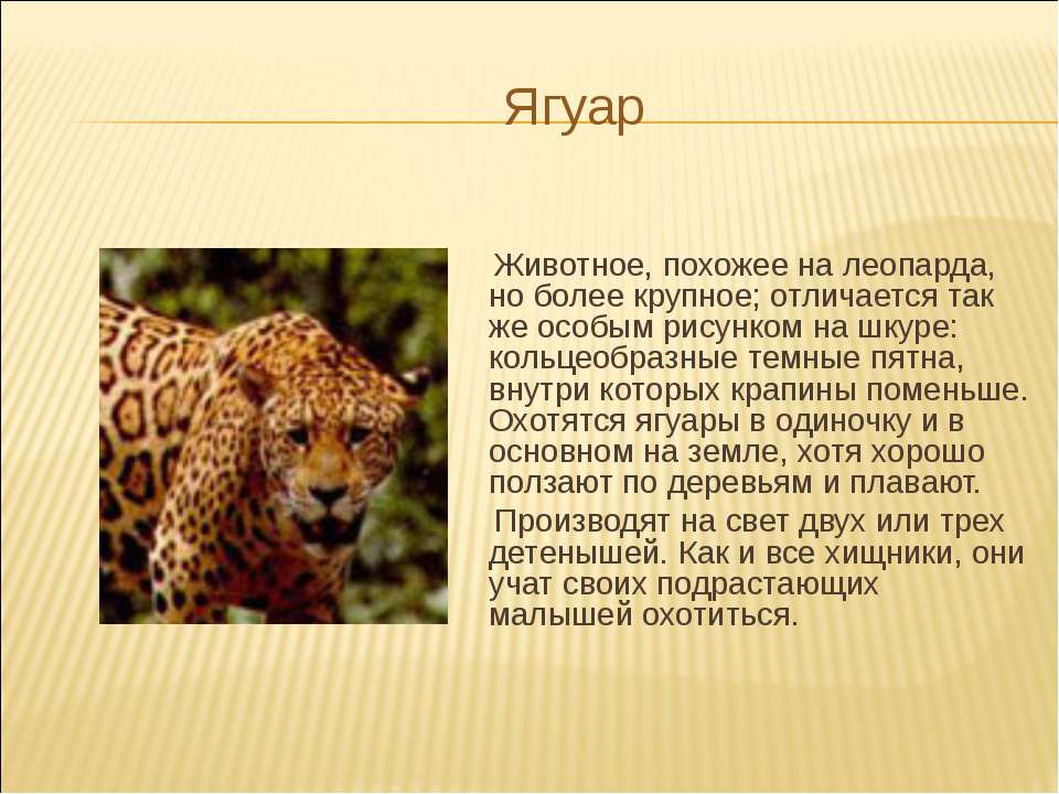 Animal information. Ягуар краткое описание. Маленький рассказ про ягуара. Краткое сообщение о Ягуаре. Небольшой рассказ о Ягуаре.