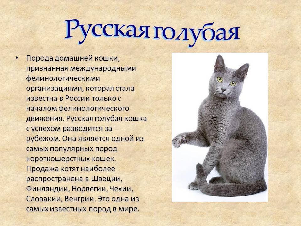 Русская голубая кошка: фото, цена котенка, интересные факты, описание породы, история выведения