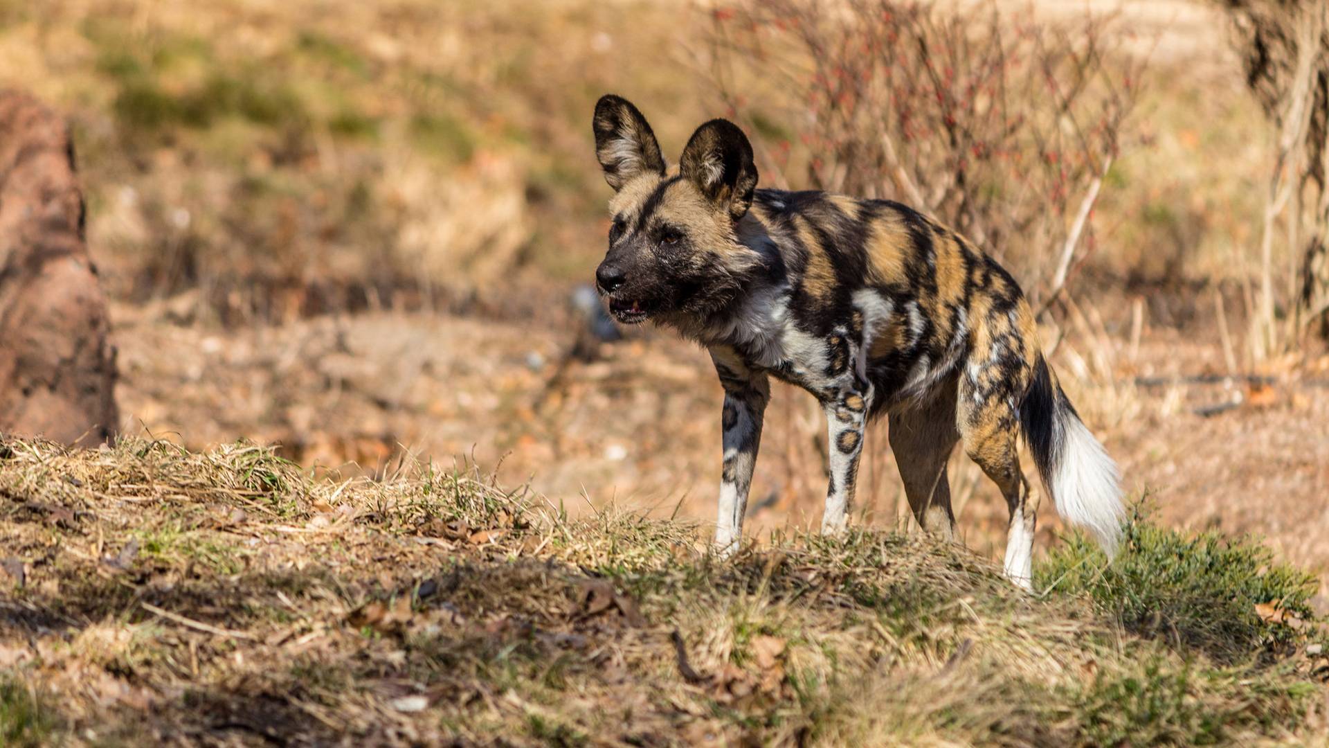 Африканская дикая гиеновидная собака: описание и ареал обитания, характер дикой африканской собаки