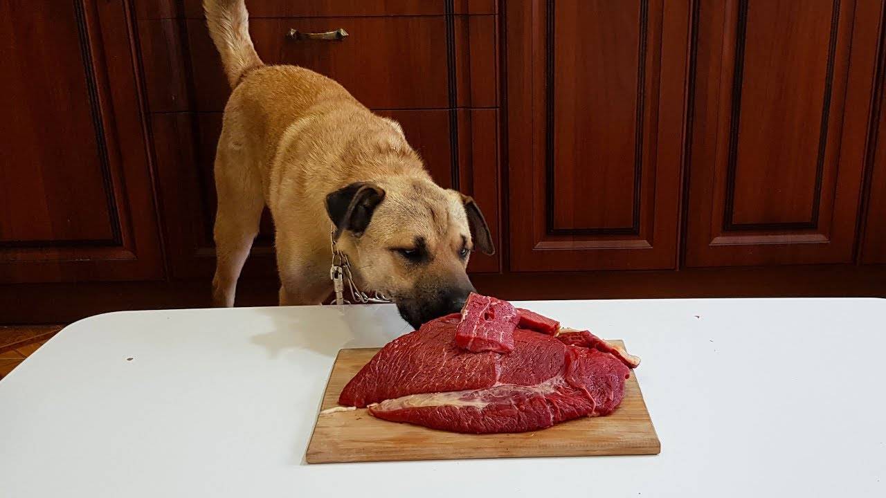 Сырое мясо для собак: можно ли давать, польза и вред