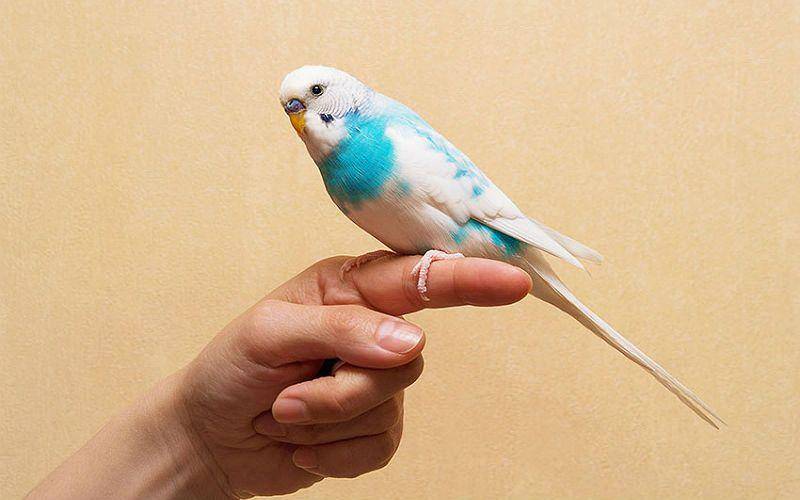 Как приручить попугая к рукам, чтобы он быстро стал супер ручным