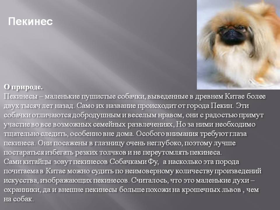 Пекинес (собака): характеристика карликовой породы