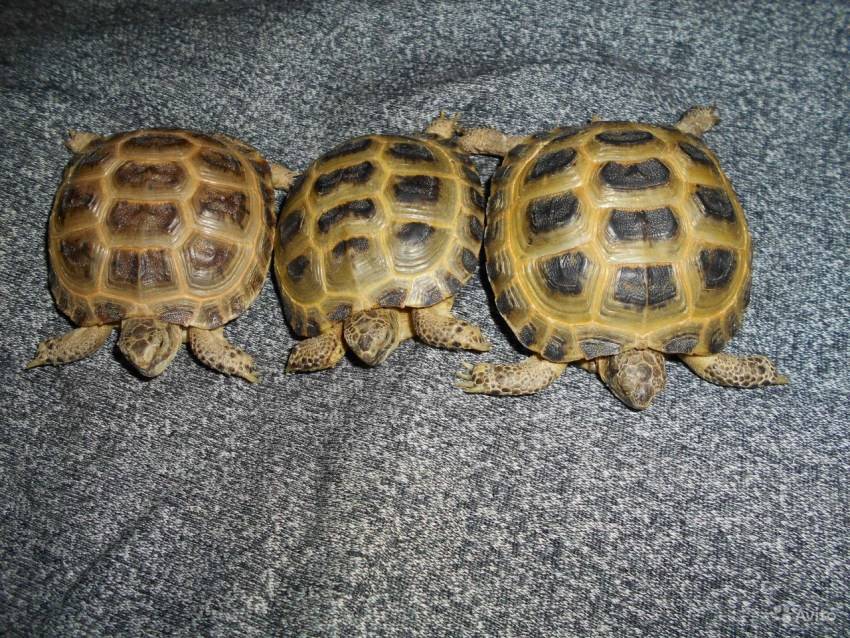 Как определить пол и возраст сухопутной черепахи