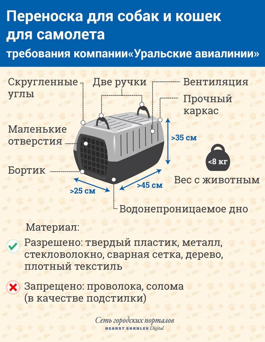 Животные в самолете: перевозка в салоне и багаже, правила 2022 по россии и за границу