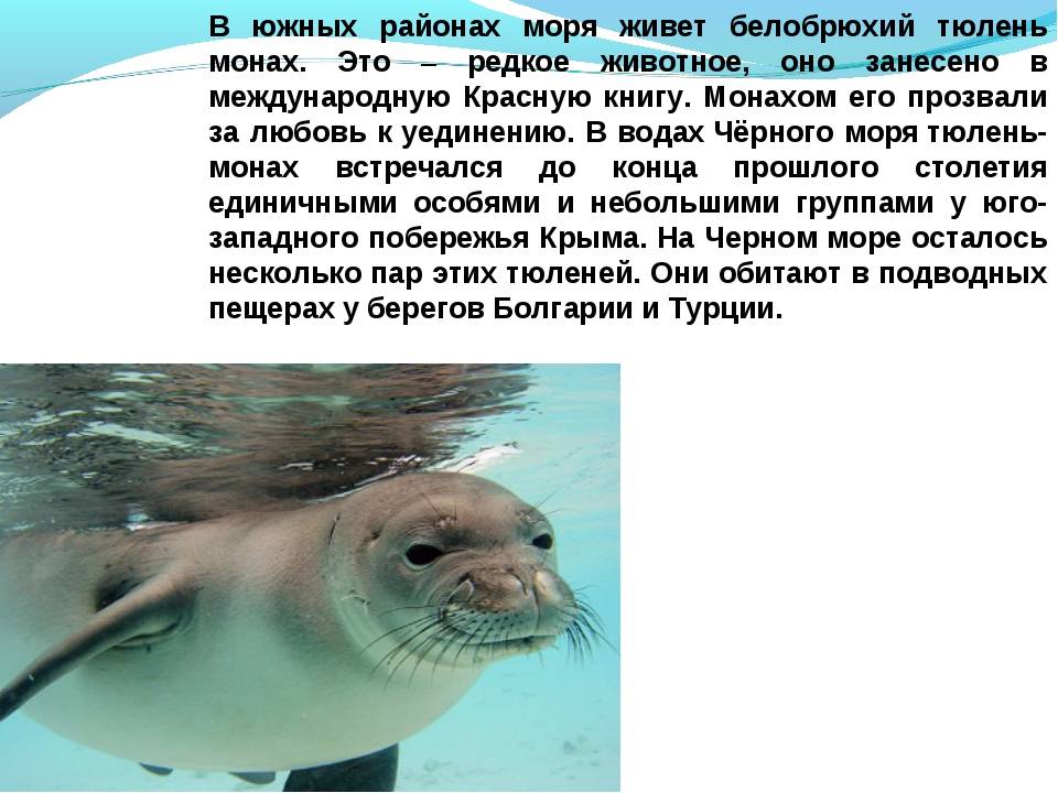Средиземноморский тюлень-монах (белобрюхий тюлень)