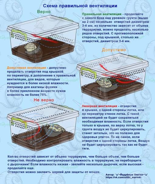 Температура и влажность в аквариуме для улиток