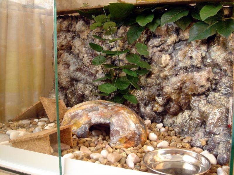 Сцинковый геккон: описание, фото, содержание в террариуме