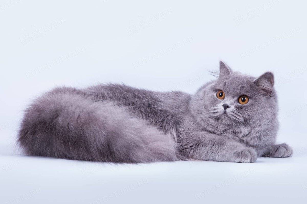 Британские кошки:  фото породы, уход, прививки, кормление