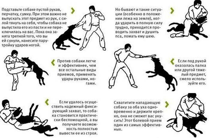 Эффективная защита от собак: что делать при нападении