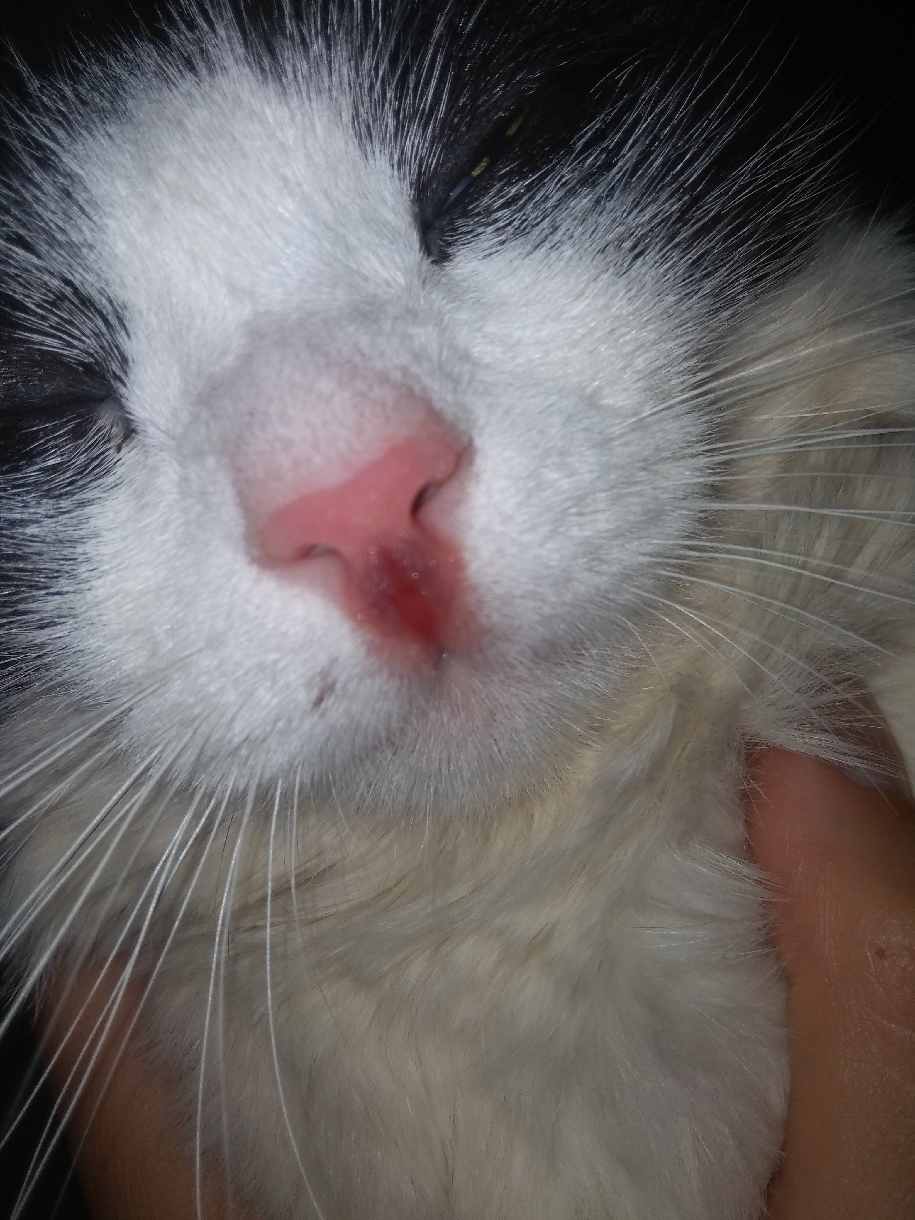 Болячки на носу у кота: виды, способы лечения | 8roddom.ru