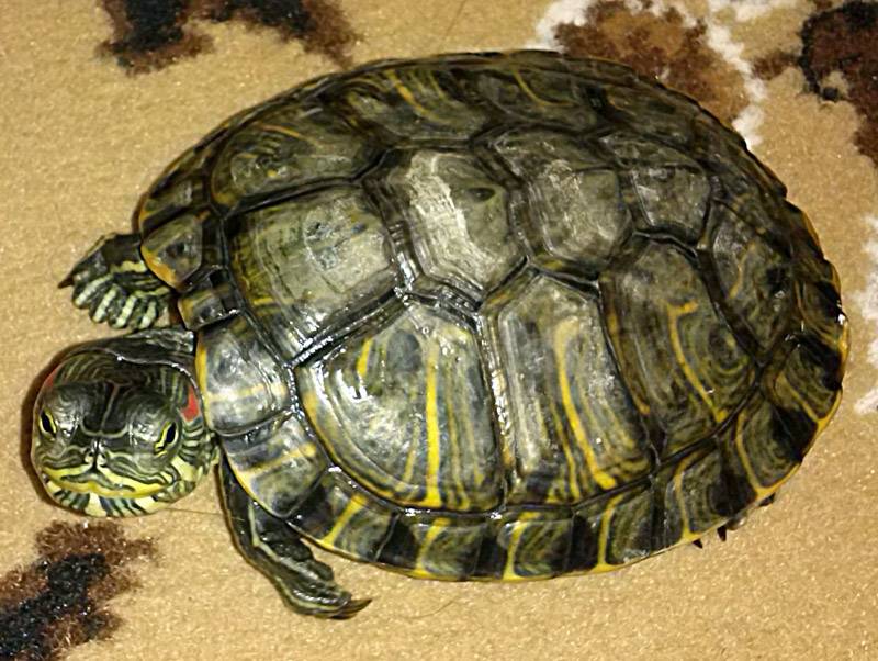 Сколько лет живут красноухие черепахи в домашних условиях (в аквариуме) и в дикой природе