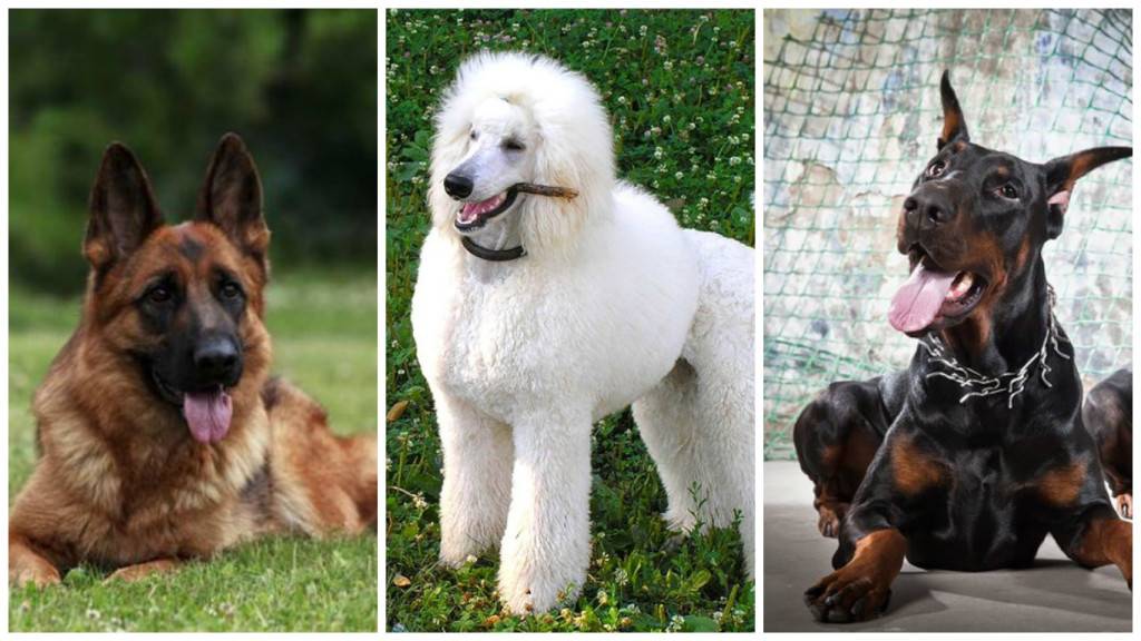 Самые глупые породы собак — топ-10 с фото