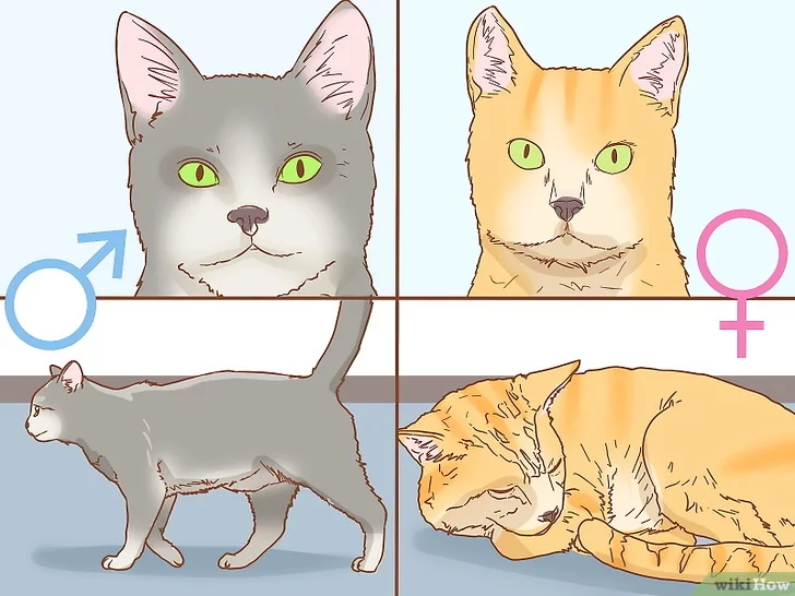Как определить пол котенка фото, узнать пол котенка, определение пола, как отличить пол новорожденного котенка