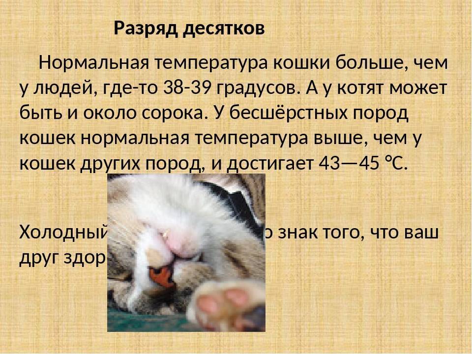 7 причин повышенной температуры тела у кошек
