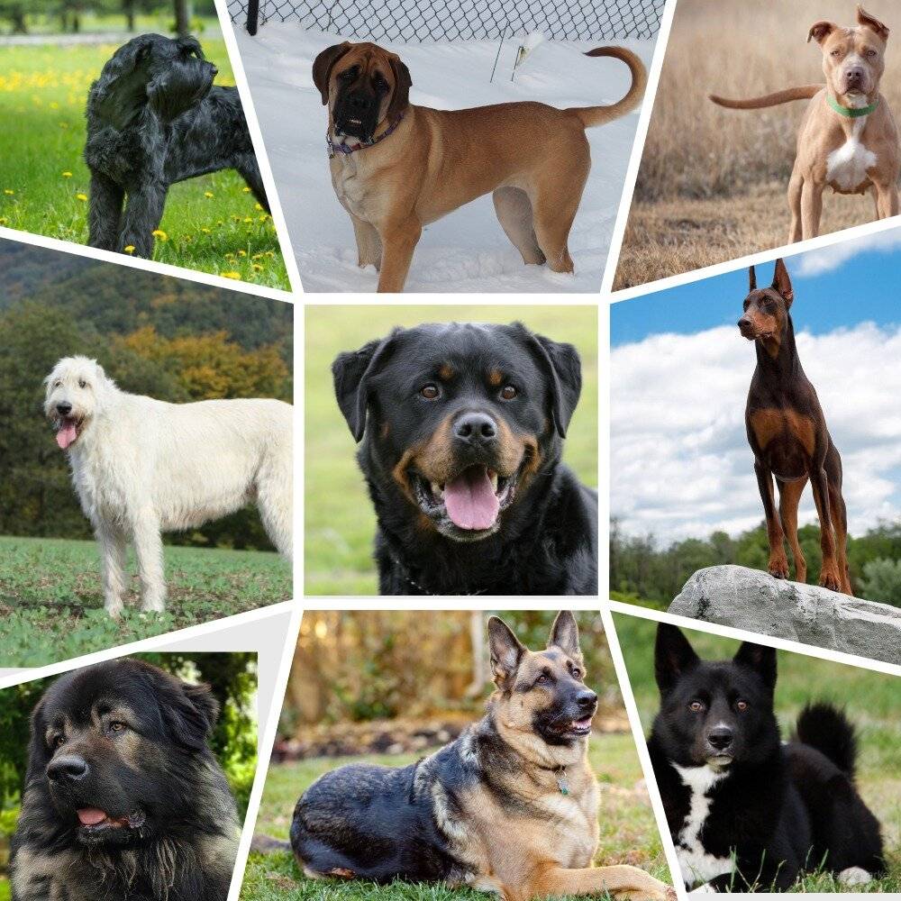 7 знаменитых пород собак, которых вывели в россии