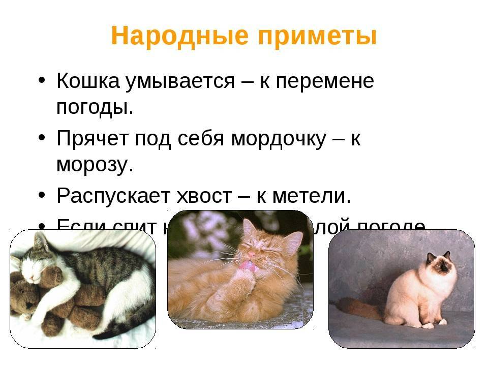 Поможем выбрать имя кошке: научный подход к проблеме