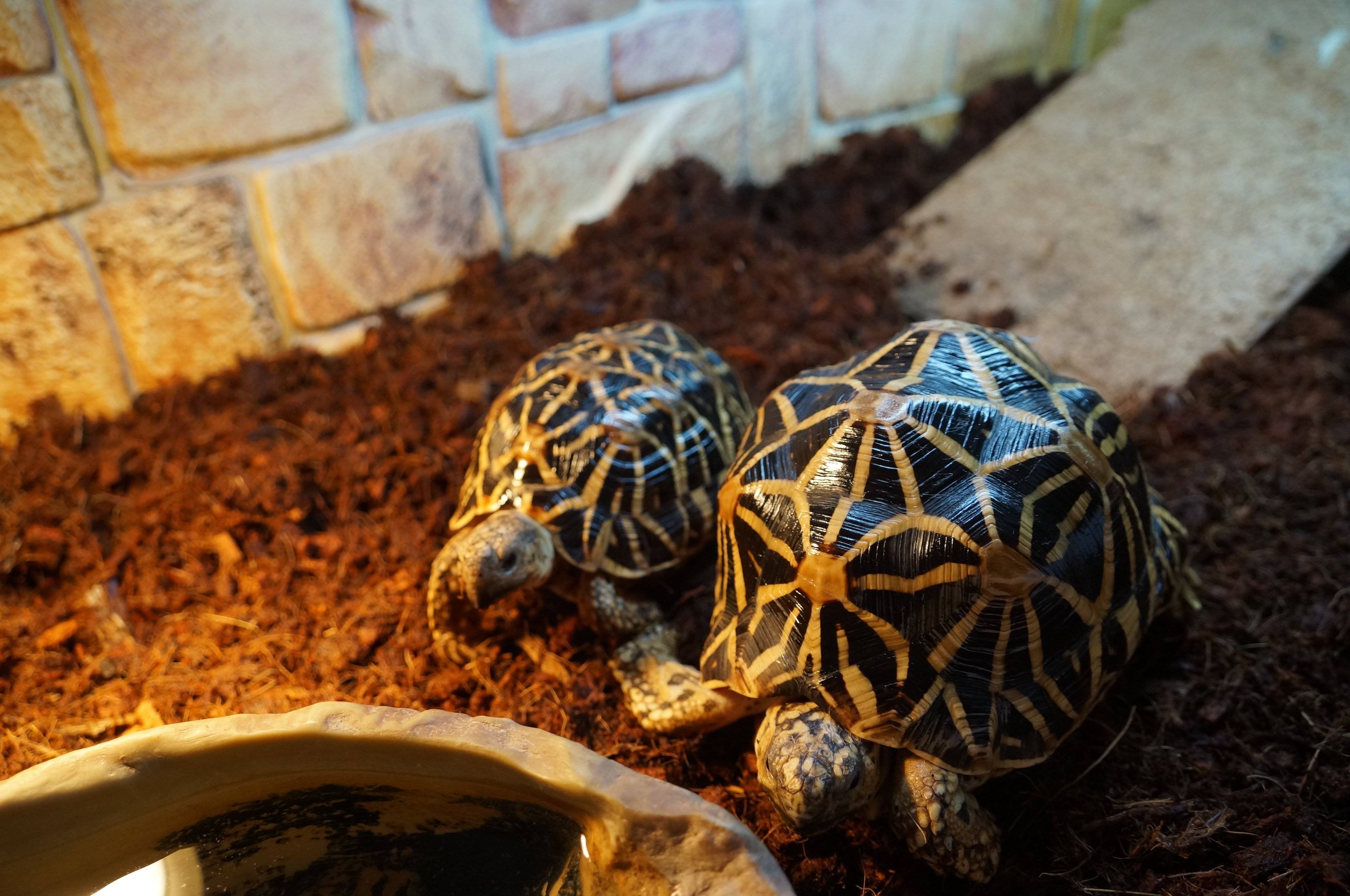 Звездчатая черепаха: фото, содержание и уход, болезни