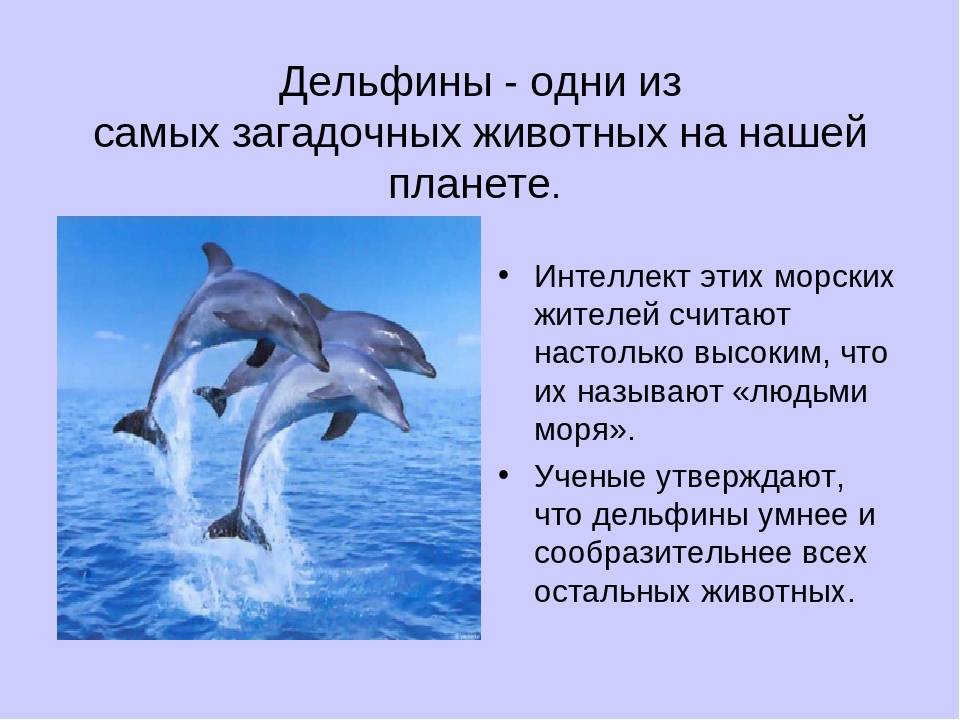 10 фактов о неудавшемся проекте наса по коммуникации с дельфинами |