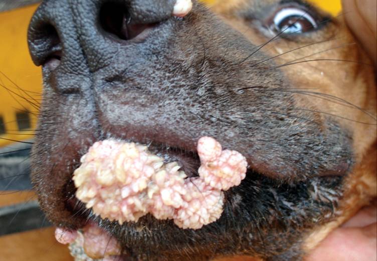 7 причин неприятного запаха из ушей у собаки