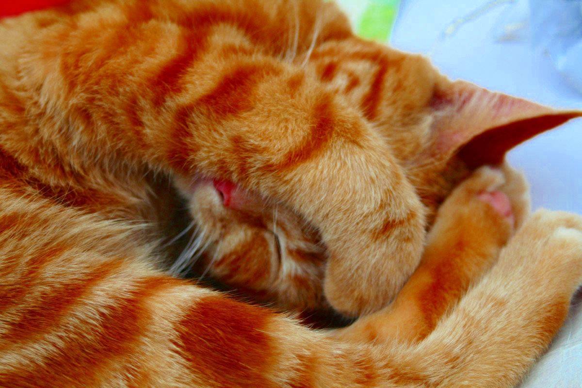 Почему кошки закрывают глаза, не только когда спят?