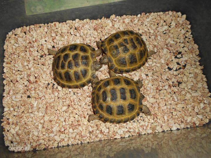 Черепаха среднеазиатская сухопутная - содержание и уход в домашних условиях