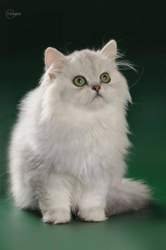 Белая кошка с голубыми глазами: породы с подробным описанием окраса, фото