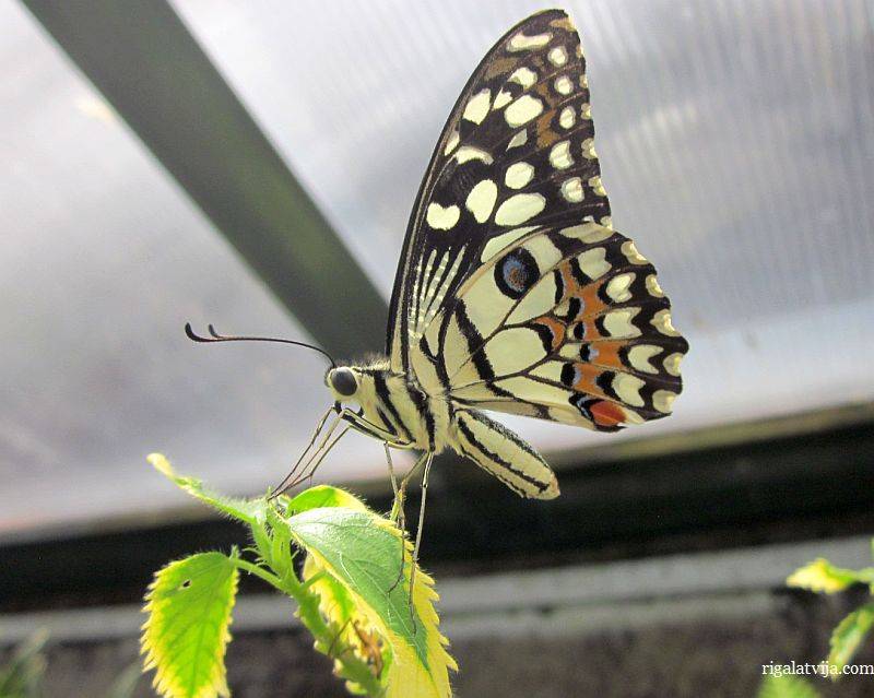 Содержание бабочек в домашних условиях от гусеницы до бабочки