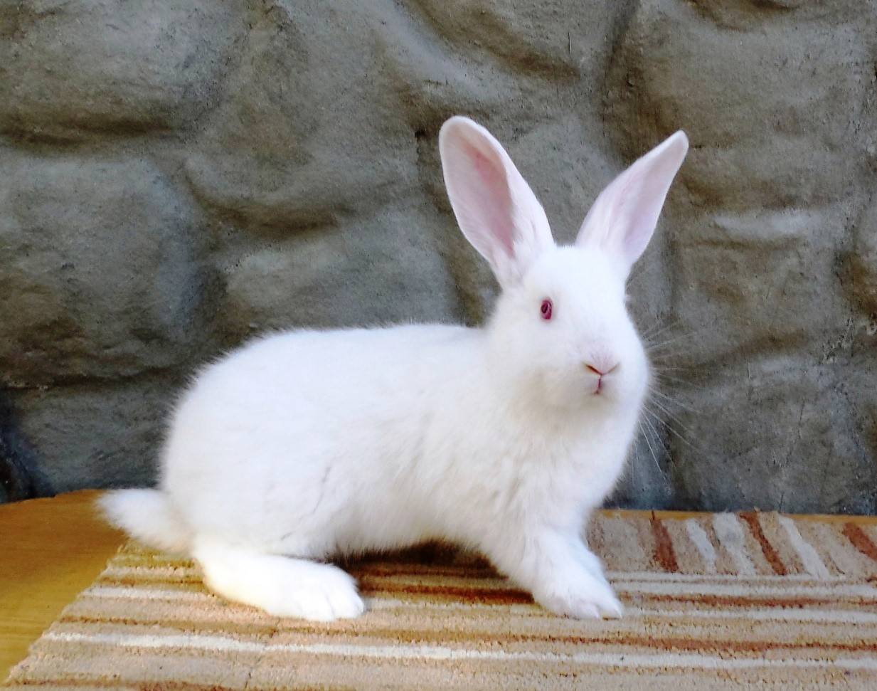 Бройлерная порода кроликов белый паннон