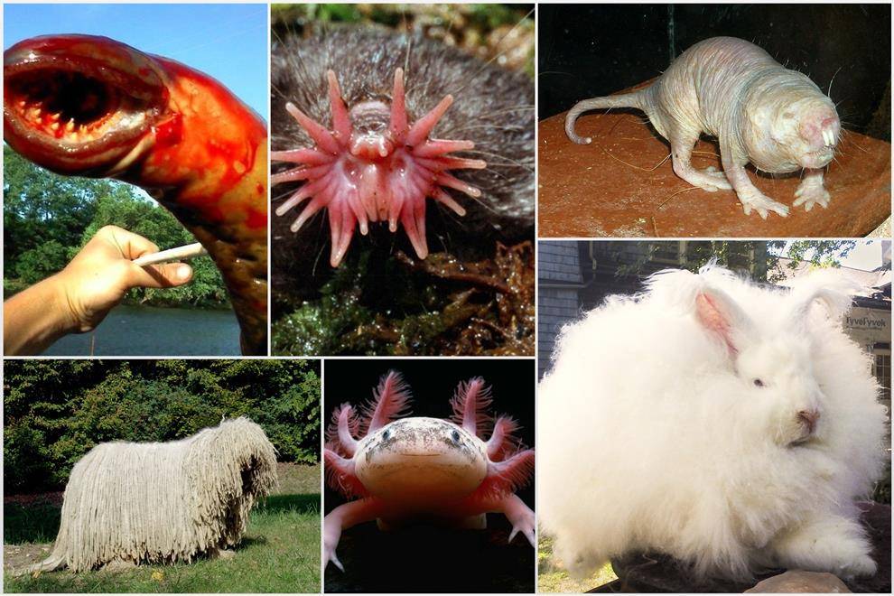 Самые необычные животные мира: фотографии, топ-10 удивительных созданий нашей планеты земля с фото, видео и названиями