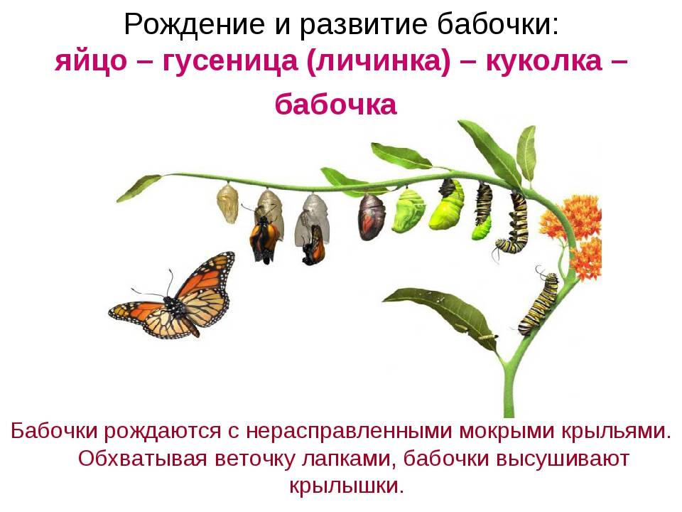 Этапы развития бабочки капустной белянки